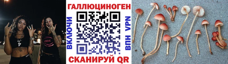 Псилоцибиновые грибы Psilocybe  наркота  кракен ТОР  Зерноград 